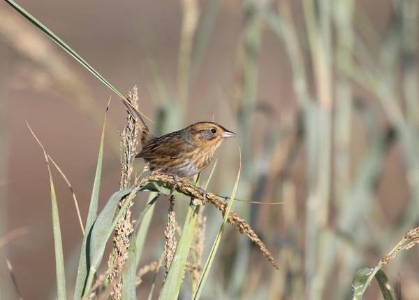 bruant de nelson, chingolo de nelson, nelson's sparrow by Abby Darrah is licensed under CC BY 4.0; Jackson, MS